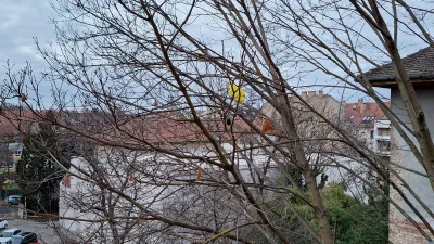 CanSat Stuck on Tree
